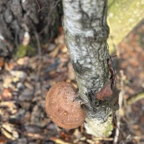 Piptoporus betulinus