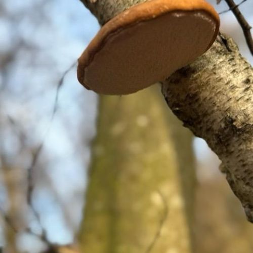 Piptoporus betulinus