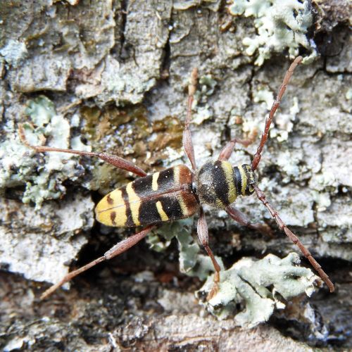 Plagionotus detritus