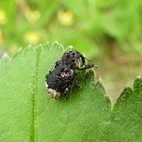 Cryptorhynchus lapathi 