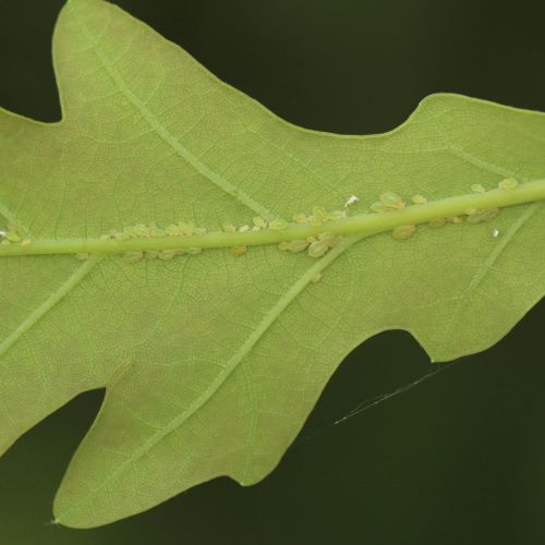 Tuberculatus annulatus