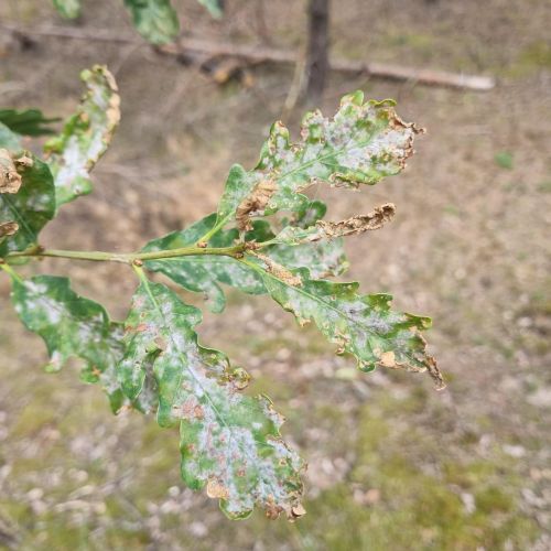 Microsphaera alphitoides