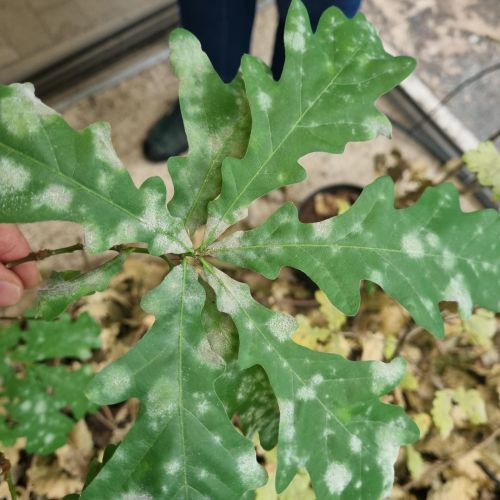 Microsphaera alphitoides