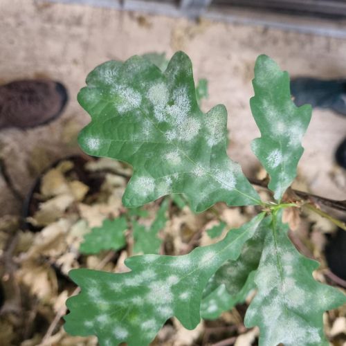 Microsphaera alphitoides