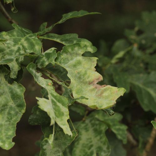 Microsphaera alphitoides