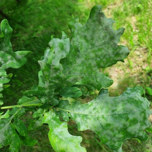 Microsphaera alphitoides