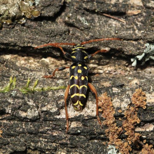 Plagionotus arcuatus 