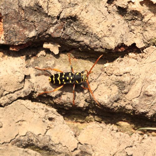 Plagionotus arcuatus 