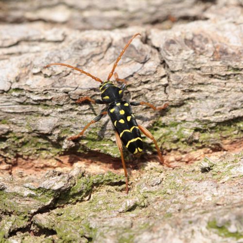 Plagionotus arcuatus 