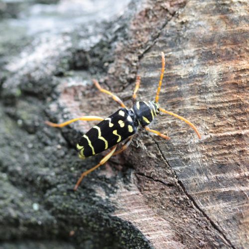 Plagionotus arcuatus 