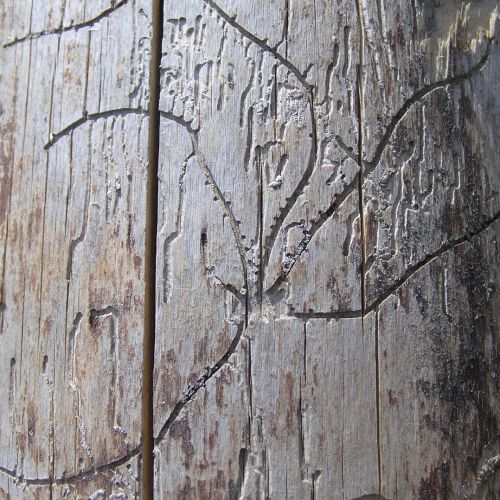 Pityophthorus pityographus