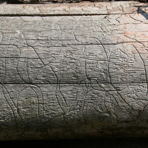 Pityophthorus pityographus