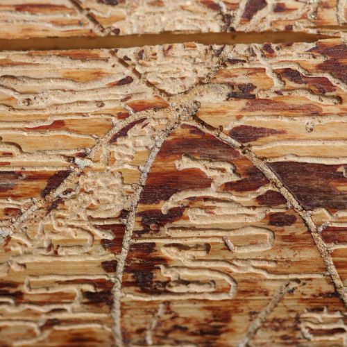 Pityophthorus pityographus