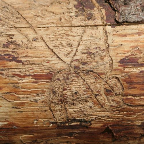 Pityophthorus pityographus