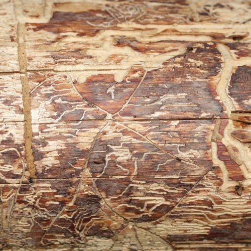 Pityophthorus pityographus