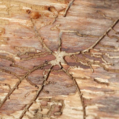 Pityophthorus pityographus