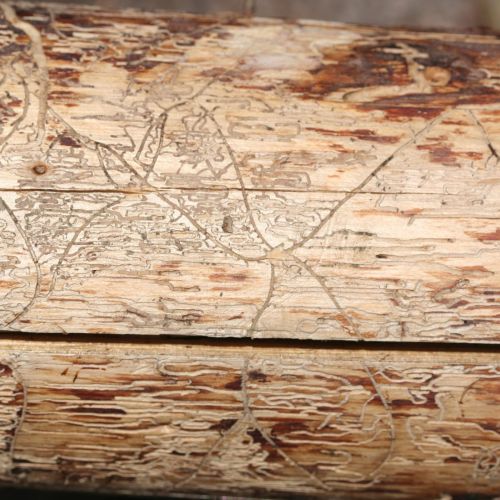 Pityophthorus pityographus