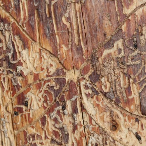 Pityophthorus pityographus