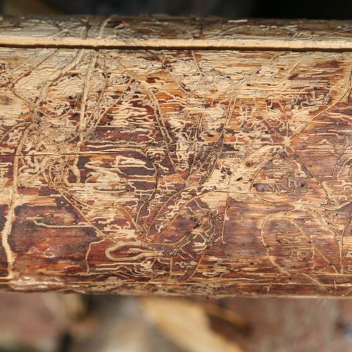 Pityophthorus pityographus