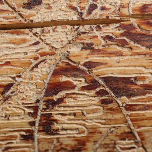 Pityophthorus pityographus