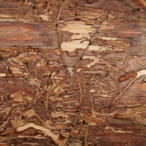 Pityophthorus pityographus