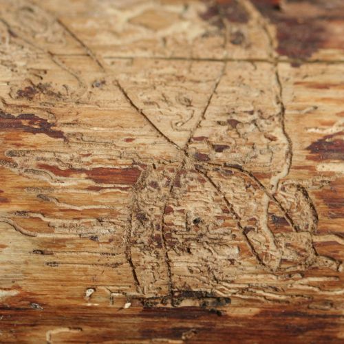 Pityophthorus pityographus