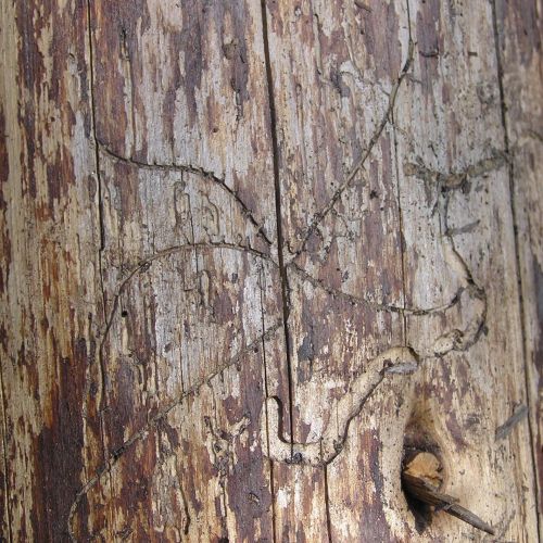 Pityophthorus pityographus