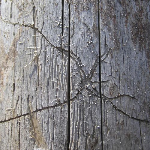 Pityophthorus pityographus