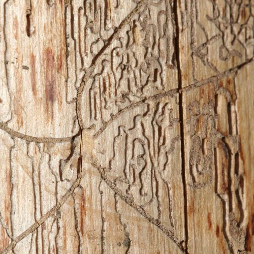 Pityophthorus pityographus