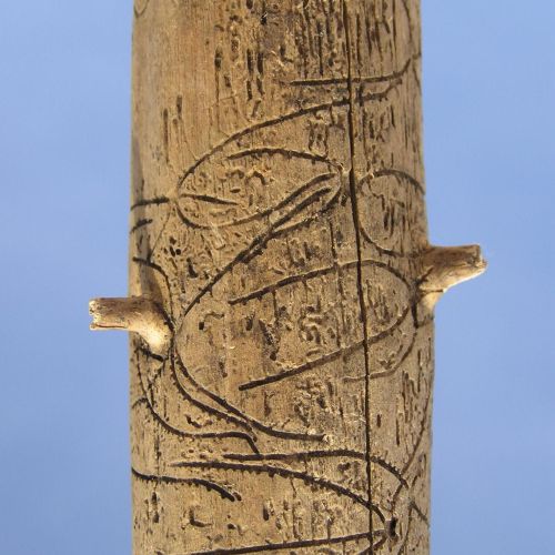 Pityophthorus pityographus