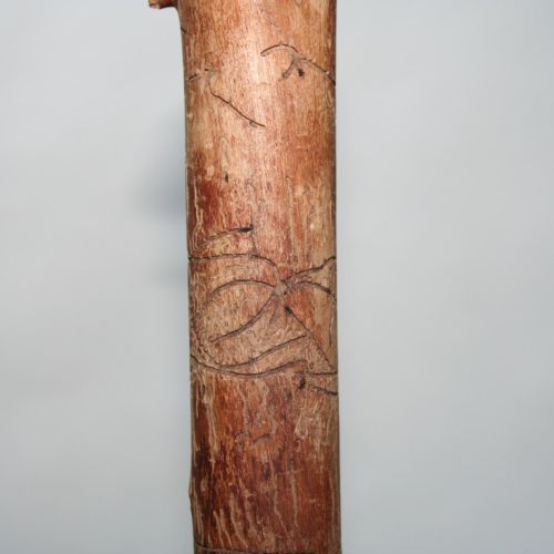 Pityophthorus pityographus