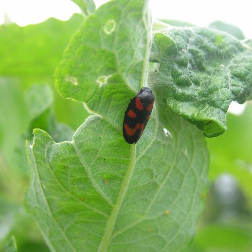 Cercopis vulnerata 