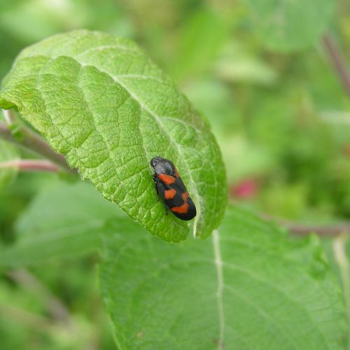 Cercopis vulnerata 