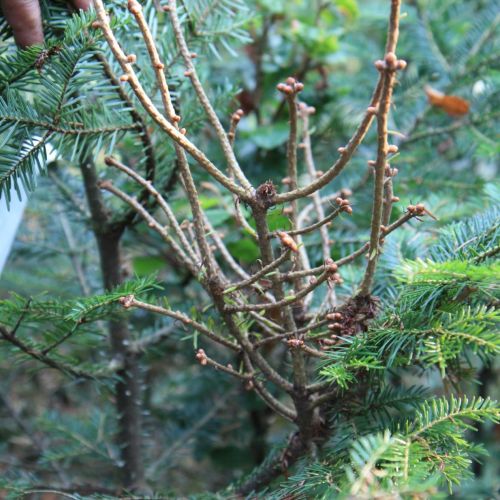 Melampsorella caryophyllacearum