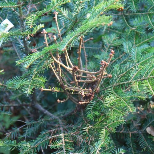 Melampsorella caryophyllacearum