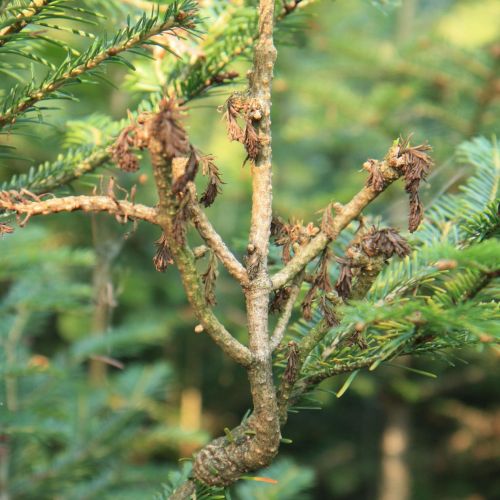 Melampsorella caryophyllacearum