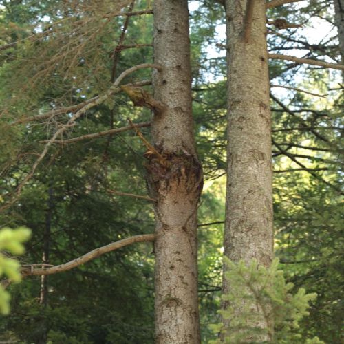 Melampsorella caryophyllacearum