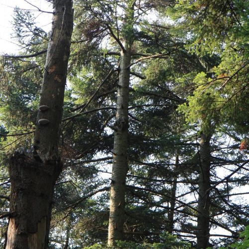 Melampsorella caryophyllacearum