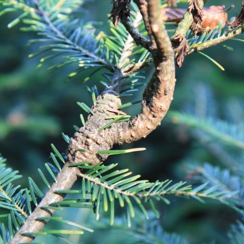 Melampsorella caryophyllacearum