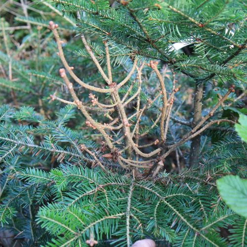 Melampsorella caryophyllacearum