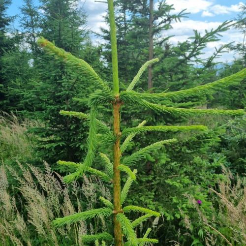 Sacchiphantes viridis 