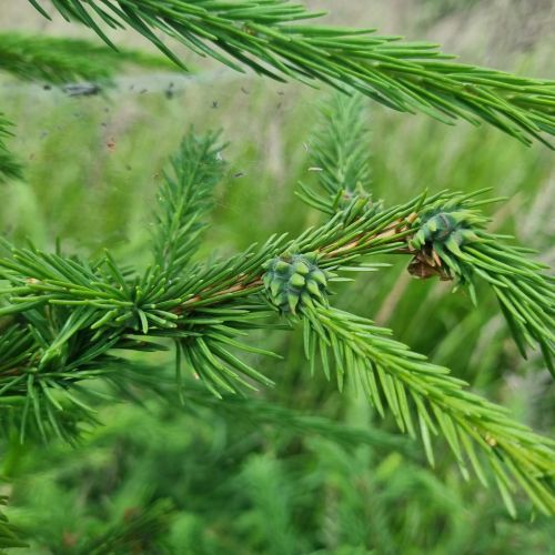 Sacchiphantes viridis 