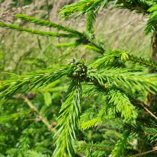 Sacchiphantes viridis 