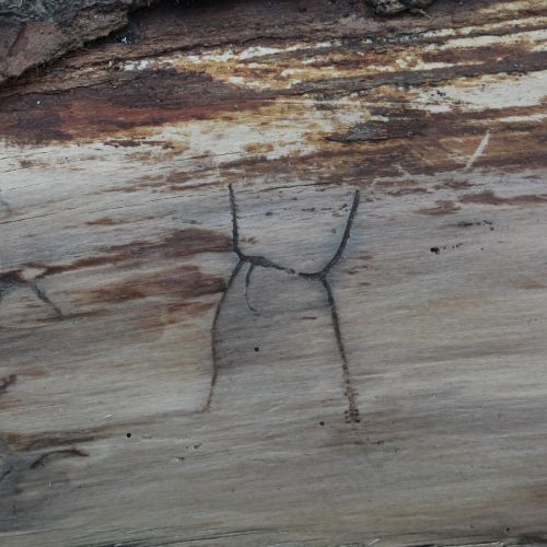 Pityokteines vorontzovi