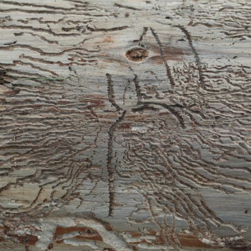 Pityokteines vorontzovi