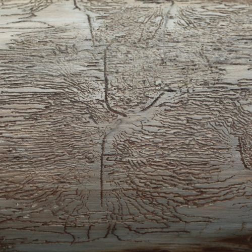 Pityokteines vorontzovi