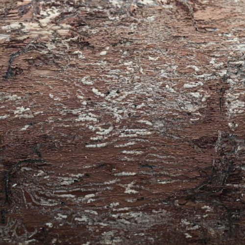 Pityokteines vorontzovi