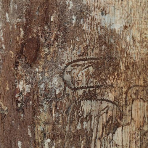 Pityokteines vorontzovi