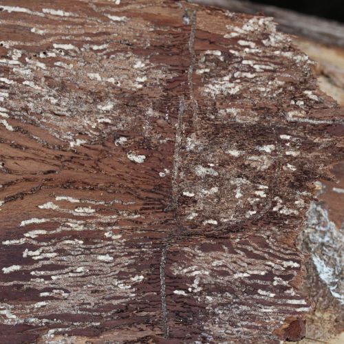 Pityokteines vorontzovi