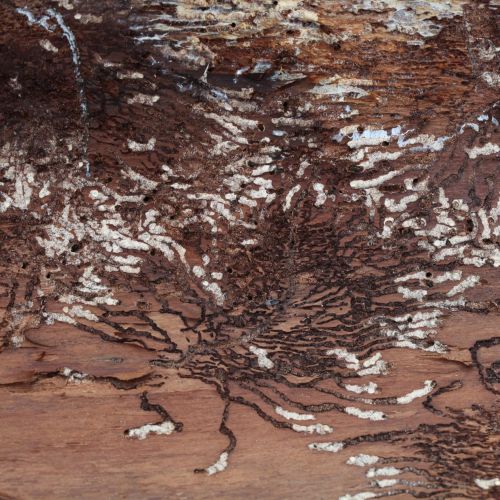 Pityokteines vorontzovi